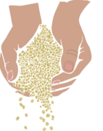 Zwei Hände halten Samen und lassen diese langsam aus den Händen rieseln.