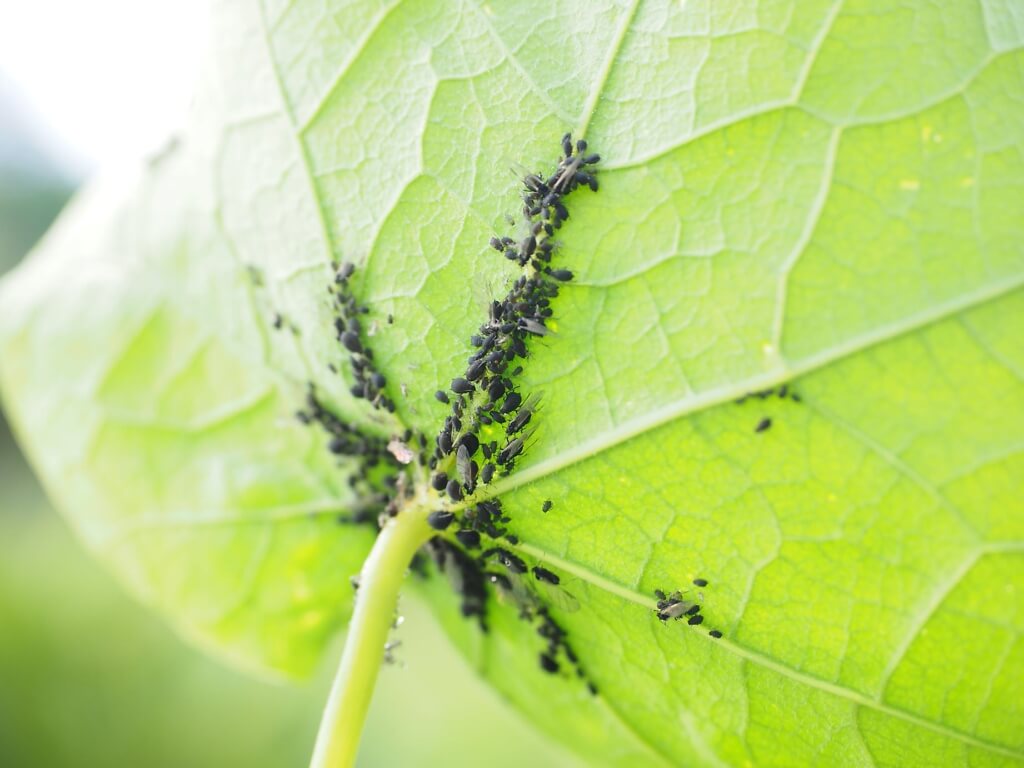 Ein Pflanzenblatt mit schwarzen Blattläusen auf der Unterseite in Nahaufnahme