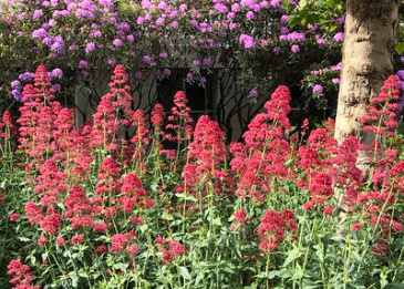 Rote Spornblumen sind sehr pflegeleicht.