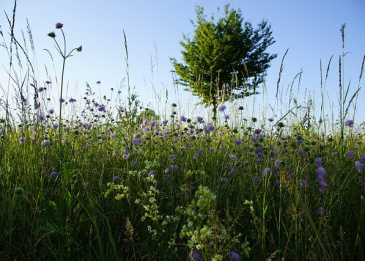 Teufelsabbis ist eine einzigartige Erscheinung.