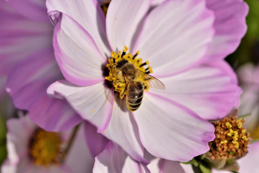 Biene auf blühender Cosmea in pink-weißer Blüte, ideal für bienenfreundliche Gärten.