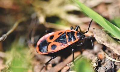 Rot-schwarze Käfer im Garten: 5 Arten mit Bildern