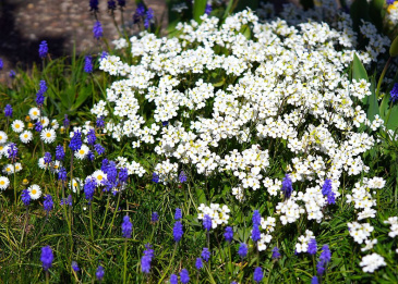 Steinkraut fügt sich in den Garten harmonisch ein.