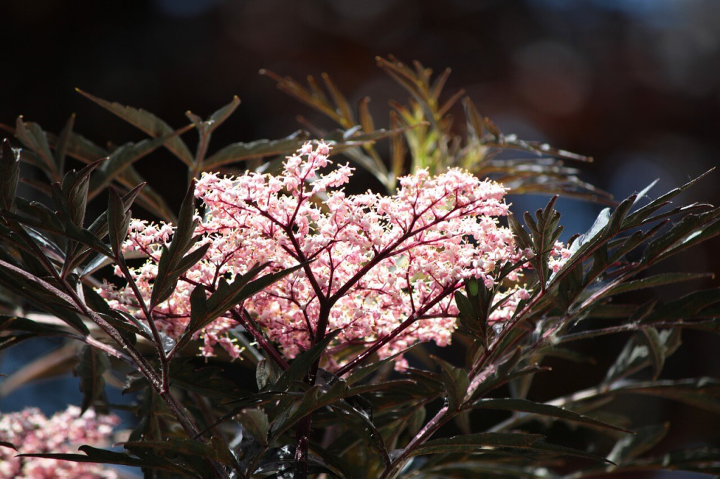 Die rosafarbenen Schirmrispe eines Sambucus nigra black lace ist umringt von dunklen, geschlitzten Blättern in Nahaufnahme.