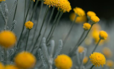Heiligenkraut (Santolina) schneiden und pflegen