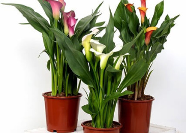 Die Zantedeschia ist eine dekorative Zimmerpflanze.