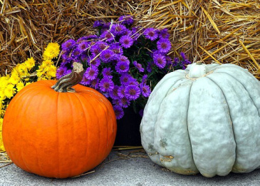 Herbstastern sind sehr pflegeleicht.