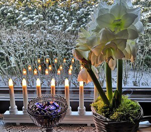 Amaryllis blühen pünktlich zum Weihnachtsfest.