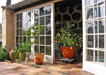 Zitronenbaum mit reifen Früchten in einem Wintergarten neben einer geöffneten Tür.