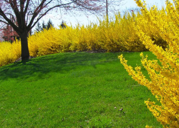 Leuchtend gelbe Forsythien blühen auf der Wiese neben einem Baum im Frühling.