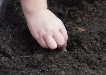 Hand gräbt Erde für das Stecken von Knoblauch in einem Gartenbeet.