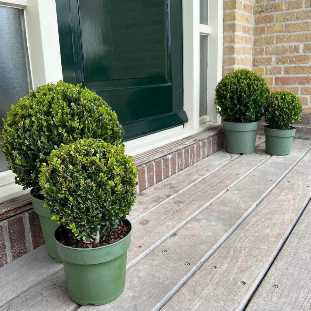 Buchsbaumersatz Ilex crenata als Kugeln stehen vor einem Haus