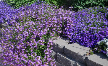 Blaue Lobelien blühen üppig in einem Gartenbeet, umgeben von grauem Mauerstein.