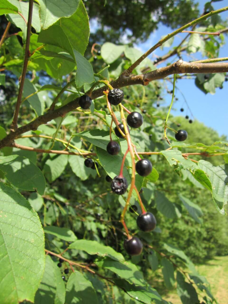 Reife schwarze Früchte der Traubenkirsche hängen an einem Ast im grünen Garten.