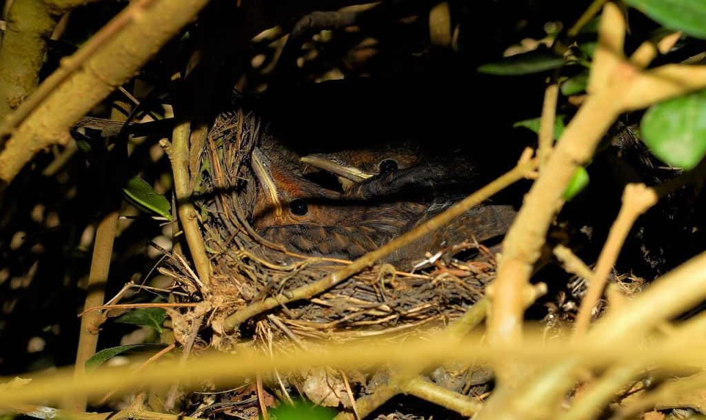 Ein Vogelnest mit Küken in einer Hecke