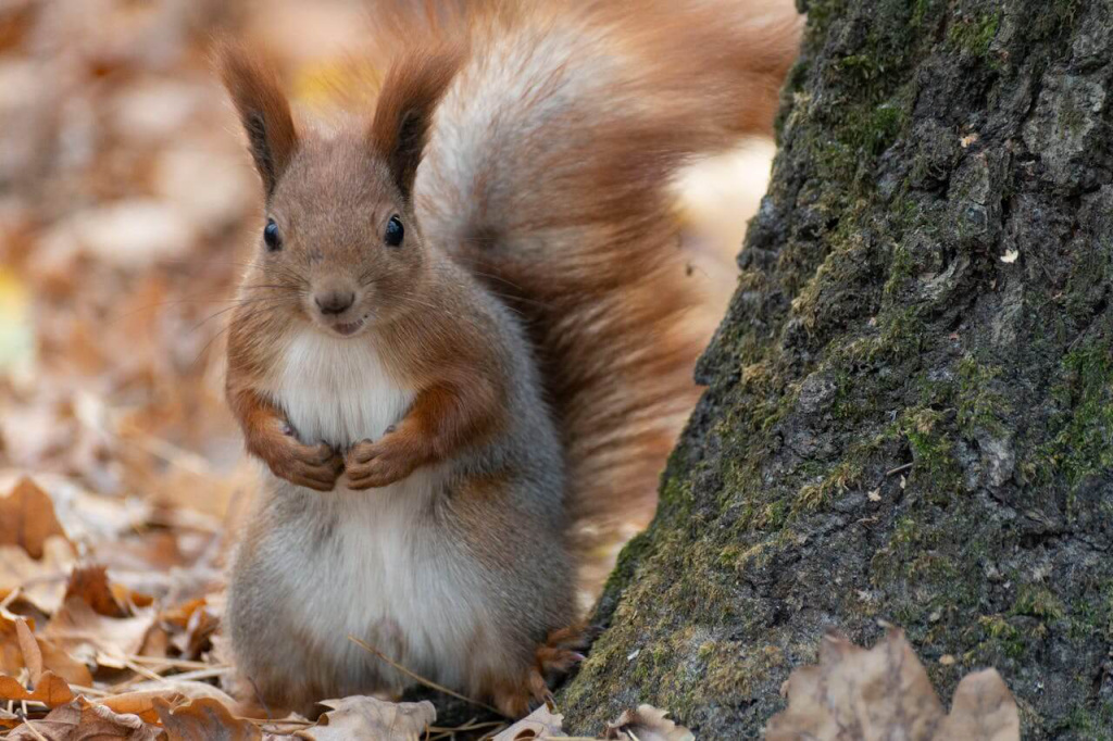 Ein Eichhörnchen sitzt neben einem Baumstamm und blickt neugierig in die Kamera