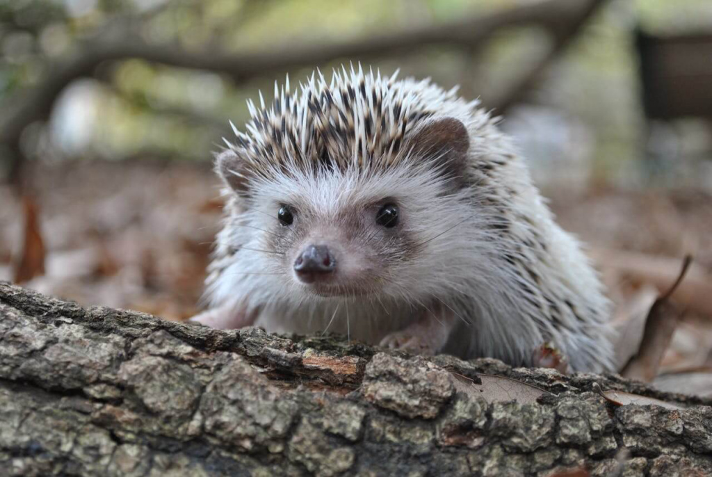 Ein Igel lugt über einen Baumstamm
