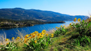 Das Alpenkraut Arnika kann man auch im Garten anbauen.