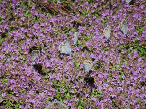 Auf blühendem Quendel Sand Thymian sitzen viele Schmetterlinge