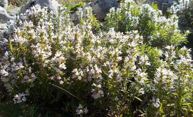 Bergbohnenkraut Anbau – Kraftpaket unter den Alpenkräutern