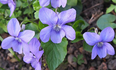 Hundsveilchen säen & pflegen – Alpenkraut für den Garten