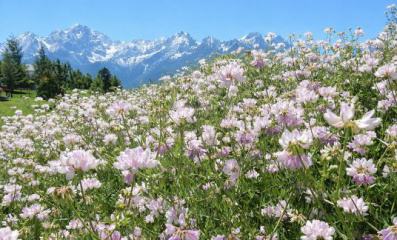 Bunte Kronwicke – Die pflegeleichte Bienenweide der Alpen