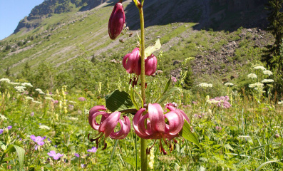 Türkenbundlilie: Bienenweide der Alpen für den Garten