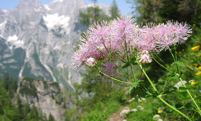 Akeleiblättrige Wiesenraute: Alpenkraut für den Garten