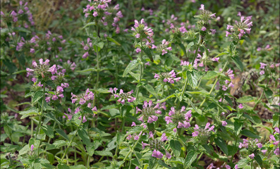 Wirbeldost (Clinopodium vulgare) – Alpenkraut für den Garten