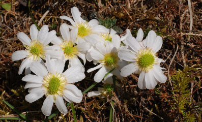 Anemonen-Schmuckblume: Diva der Alpen für den Steingarten