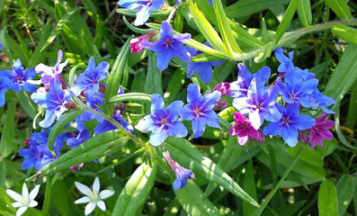 Blauroter Steinsame – Alpenkraut für den Halbschatten