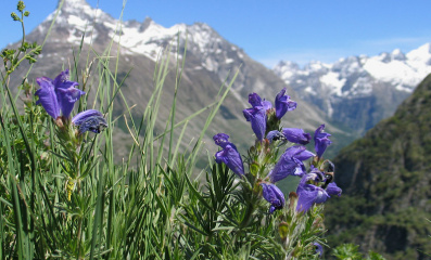 Drachenkopf (Dracocephalum): Alpenblume für den Steingarten
