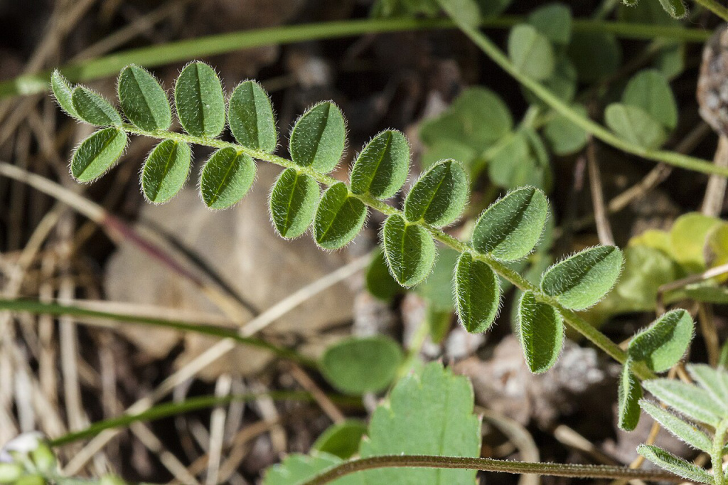 Nahaufnahme eines gefiederten Blatts von Alpen-Tragant