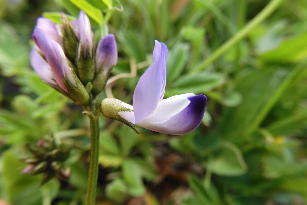 Nahaufnahme der weiß-violett-blauen Einzelblüte von Astragalus alpinus