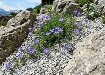 Auf einem Hang zwischen Felsen gedeiht ein blühender Alpen-Tragant auf Kalksplitt. Seine niederliegenden Blütentriebe wachsen den Geröllhang hinunter, als würden sie fließen