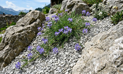 Astragalus alpinus – Alpen-Tragant im Steingarten
