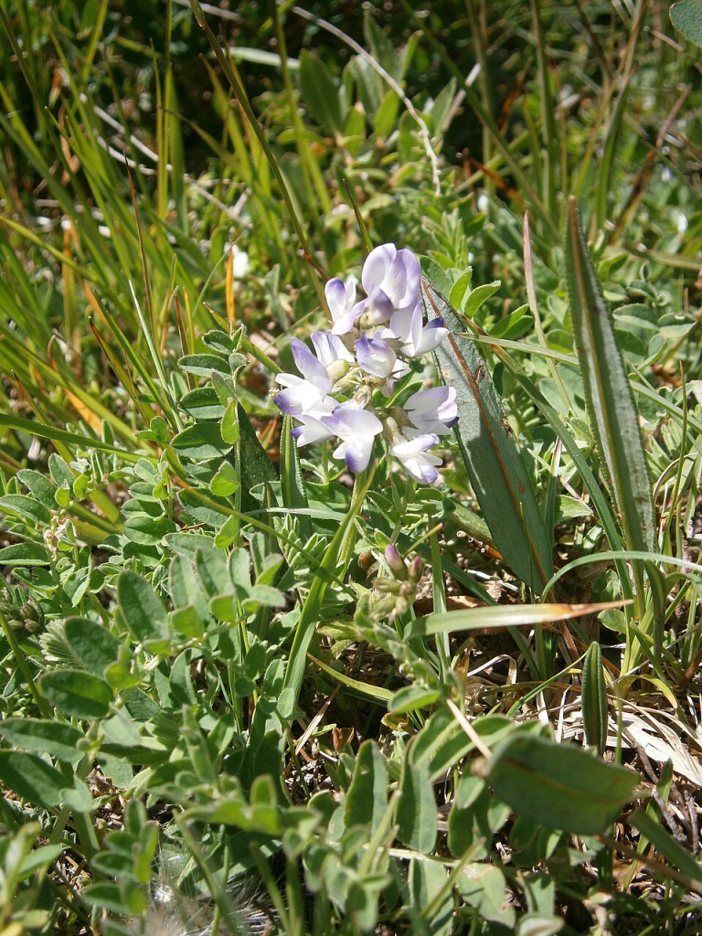 Blühender Alpen-Tragant als ganze Pflanze, um den Habitus zu demonstrieren
