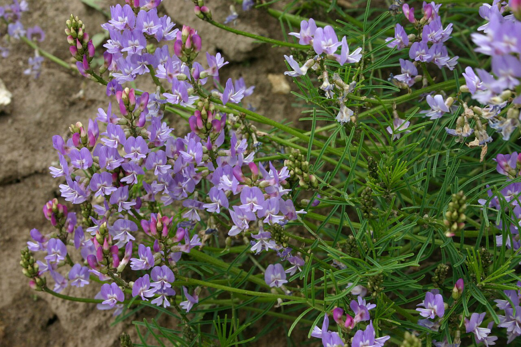 Auf einem Geröllfeld der Alpen steht ein blühender Österreich-Tragant (Astragalus austriacus), der filigraner und noch seltener, als der Alpen-Tragant ist