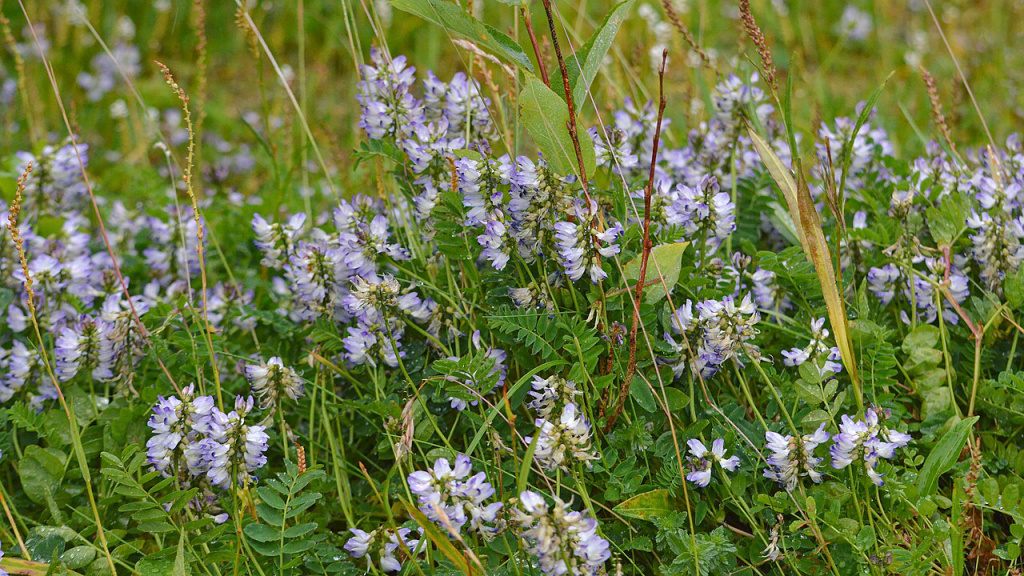 In einer artenreichen Wildblumenwiese gedeihen mehrere, blühende Alpen-Tragant.