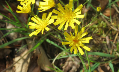 Wald Habichtskraut Pflege – Alpenkraut für den Garten